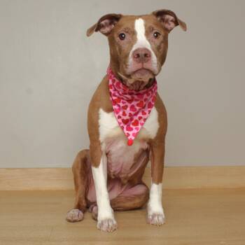 Heiress D71693 -  Pit Bull Terrier Dog for Adoption in Minnetonka, Minnesota - Heiress D71693 | PetCurious