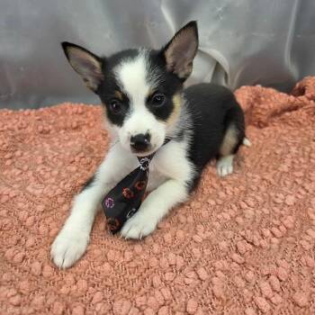 Chihuahua and Pomeranian Dogs Available for Adoption in Foley, Alabama - Bashful | PetCurious