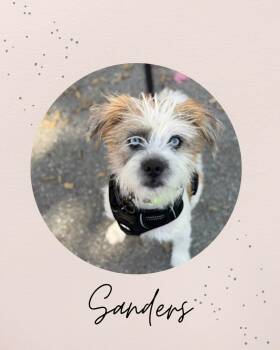 SANDERS -  Border Terrier Dog for Adoption in Coquitlam, British Columbia - SANDERS | PetCurious