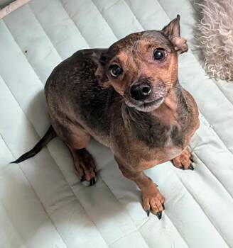 Rescue Chihuahua Dogs for Adoption in Saint David, Arizona - Brownie | PetCurious