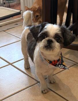 Oreo -  Shih Tzu Dog for Adoption in Texarkana, Texas - Oreo | PetCurious