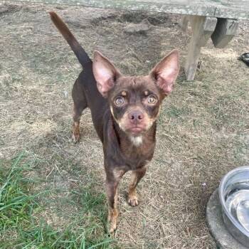 Rescue Chihuahua Dogs for Adoption in Carencro, Louisiana - Eugene | PetCurious