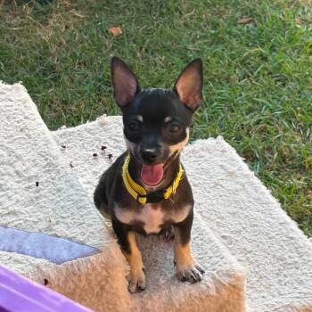 Franklin (MJ-fostered in TN) -  Chihuahua Dog for Adoption in Brighton, Tennessee - Franklin (MJ-fostered In TN) | PetCurious
