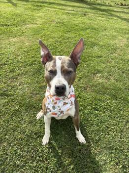 Remi -  Pit Bull Terrier Dog for Adoption in West Milford, New Jersey - Remi | PetCurious