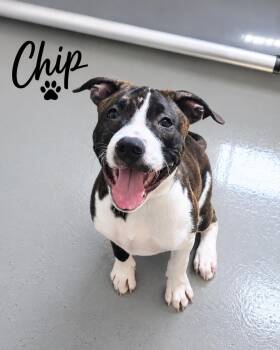 Chip -  Cattle Dog Dog for Adoption in Momence, Illinois - Chip | PetCurious