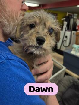 Miniature Schnauzer and Australian Shepherd Dogs Available for Adoption - Dawn | PetCurious