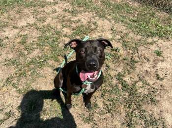 PUSHALILY -  Pit Bull Terrier and Mixed Breed Dog for Adoption in Colorado Springs, Colorado - PUSHALILY | PetCurious