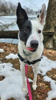 Australian Cattle Dog Blue Heeler and Border Collie Dogs Available for Adoption - Cream | PetCurious