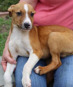 Labrador Retriever Dogs Available for Adoption in Prattville, Alabama - Flounder 43599 | PetCurious