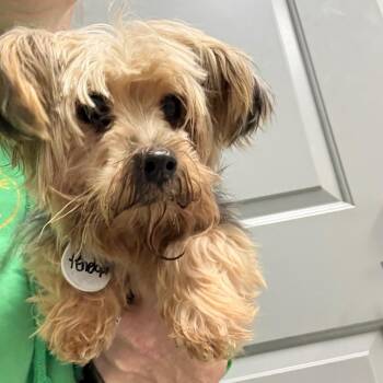 Penelope -  Yorkshire Terrier Dog for Adoption in Normal, Illinois - Penelope | PetCurious