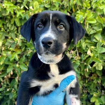 Siberian Husky Dogs Available for Adoption in Walnut Creek, California - Calla Lily | PetCurious