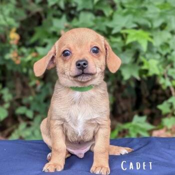 Chihuahua and Dachshund Dogs Available for Adoption in Tyrone, Georgia - Cadet 05-2334 | PetCurious