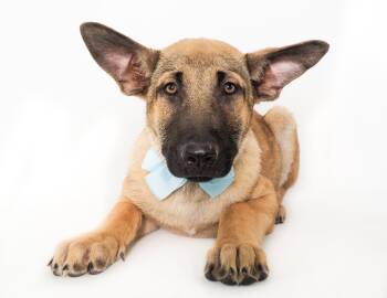 Shepherd and German Shepherd Dog Dogs Available for Adoption in Phoenix, Arizona - Yogi | PetCurious