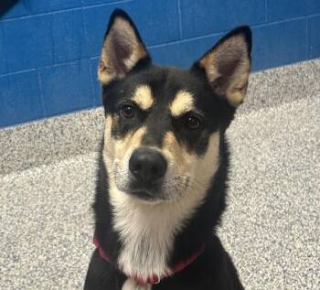 Siberian Husky and German Shepherd Dog Dogs Available for Adoption in Golden, Colorado - Bowzer | PetCurious