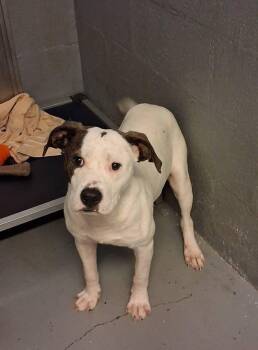 Rescue Mixed Breed Dogs for Adoption in Stuart, Virginia - Toby | PetCurious