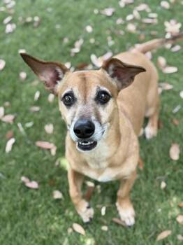 Chihuahua and Mixed Breed Dogs Available for Adoption in Daytona Beach, Florida - Peanut - 1 | PetCurious