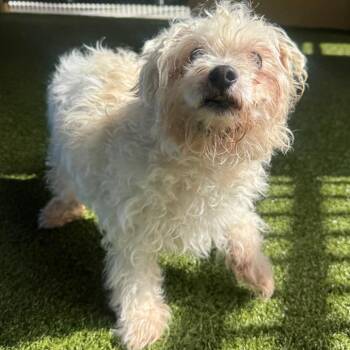 Toby -  Jack Russell Terrier Dog for Adoption in West Palm Beach, Florida - Toby | PetCurious