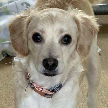 Elle Woods -  Chihuahua and Beagle Dog for Adoption in Yucaipa, California - Elle Woods | PetCurious