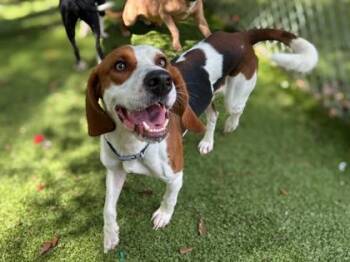 Willie Nelson -  Beagle and Hound Dog for Adoption in Gainesville, Florida - Willie Nelson | PetCurious