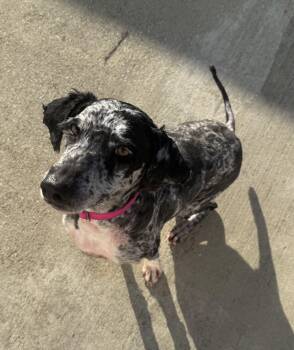 Stormy -  Aussiedoodle Dog for Adoption in Lexington, Kentucky - Stormy | PetCurious