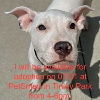 The White Stripe -  Mixed Breed Dog for Adoption in Matteson, Illinois - The White Stripe | PetCurious