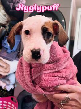 Jigglypuff -  Mixed Breed Dog for Adoption in Rock Hill, New York - Jigglypuff | PetCurious