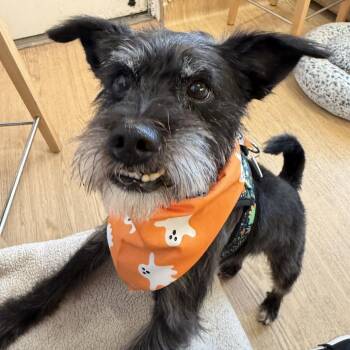 Jigsaw 14615 -  Miniature Schnauzer Dog for Adoption in San Francisco, California - Jigsaw 14615 | PetCurious