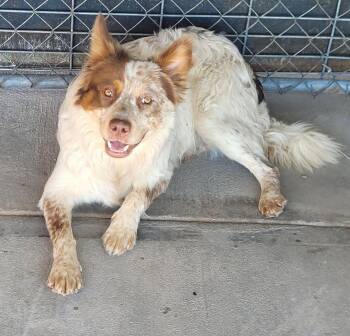 Wolfie -  Mixed Breed Dog for Adoption in Chino Valley, Arizona - Wolfie | PetCurious