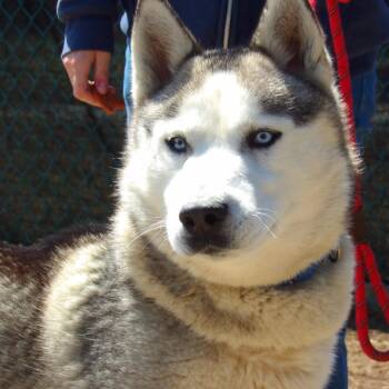 Milo -  Husky Dog for Adoption in Newark, New Jersey - Milo | PetCurious