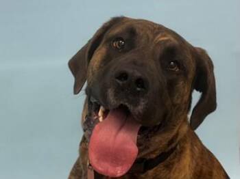 Nina -  Great Dane and Mastiff Dog for Adoption in Golden Valley, Minnesota - Nina | PetCurious