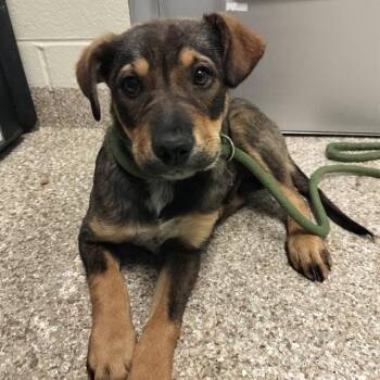 Border Collie and Mixed Breed Dogs Available for Adoption in Pueblo, Colorado - TINA | PetCurious