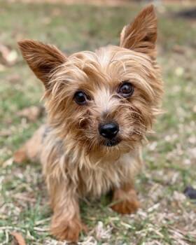 Rescue Yorkshire Terrier Dogs for Adoption in Malvern, Pennsylvania - Chamomile | PetCurious