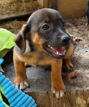 Borge -  Shih Tzu and Chihuahua Dog for Adoption in Princeton, Massachusetts - Borge | PetCurious
