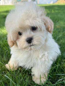 Cheddar -  Shih Poo Dog for Adoption in Liberty Center, Ohio - Cheddar | PetCurious