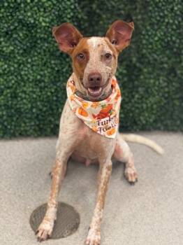 Drake -  Australian Cattle Dog Blue Heeler Dog for Adoption in Gulfport, Mississippi - Drake | PetCurious
