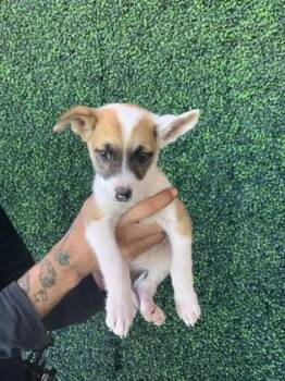 Mixed Breed Dogs Available for Adoption in El Paso, Texas - 60825975 | PetCurious
