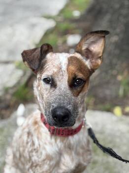 CIRILO -  Australian Cattle Dog Blue Heeler Dog for Adoption in Langley Township, British Columbia - CIRILO | PetCurious