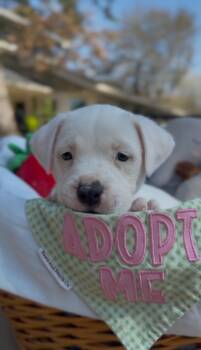 American Staffordshire Terrier and Labrador Retriever Dogs Available for Adoption - Queenie | PetCurious