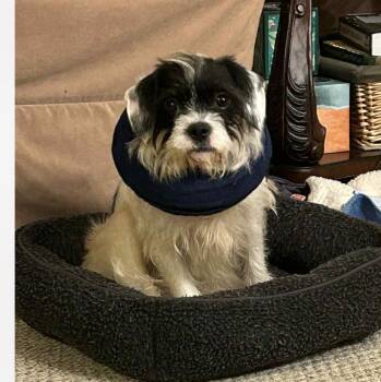 Rescue Terrier Dogs for Adoption in Columbia, Maryland - Edith | PetCurious