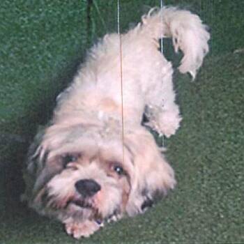 Merrick A5799776 -  Lhasa Apso Dog for Adoption in Los Angeles, California - Merrick A5799776 | PetCurious