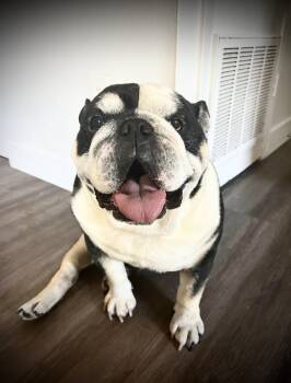 Rescue English Bulldog Dogs for Adoption in Austin, Texas - Charlie | PetCurious