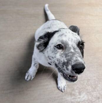 Willow -  Australian Cattle Dog Blue Heeler Dog for Adoption in Canutillo, Texas - Willow | PetCurious