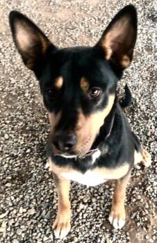 Baxter -  German Shepherd Dog and Australian Cattle Dog Blue Heeler Dog for Adoption in Manhattan Beach, California - Baxter | PetCurious