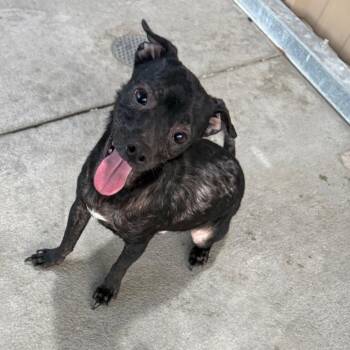 Cass -  Chihuahua and Mixed Breed Dog for Adoption in Ottawa, Kansas - Cass | PetCurious