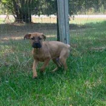 Kimbo -  Hound Dog for Adoption in Medfield, Massachusetts - Kimbo | PetCurious