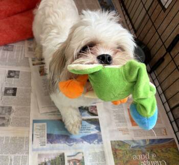 Rosie -  Shih Tzu Dog for Adoption in Canutillo, Texas - Rosie | PetCurious