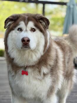 Alaskan Malamute and Husky Dogs Available for Adoption in Roxbury Township, New Jersey - Zeus  | PetCurious