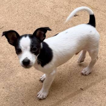 Eli -  Chiweenie and Rat Terrier Dog for Adoption in Alabaster, Alabama - Eli | PetCurious