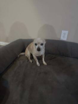 Rescue Chihuahua Dogs for Adoption in Milton, Georgia - Senora Bubbles | PetCurious