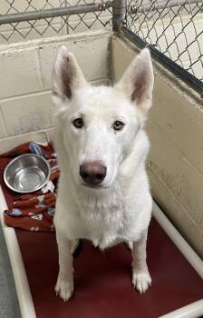 Siberian Husky and Mixed Breed Dogs Available for Adoption - Sugar | PetCurious